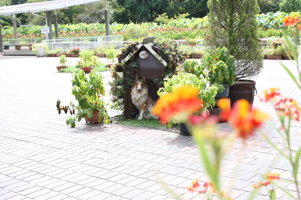 正式名は神奈川県立フラワーセンター大船植物園です もともとは農業試験場があった跡地らしい ちなみにここへ農業試験場が移転する前は横浜に西区にあって、今は公園になっているようです